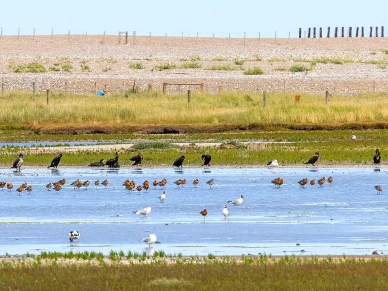 Norfolk nature reserves