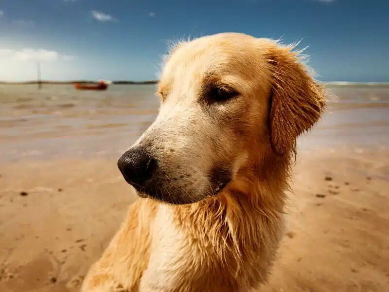 Golden retriever dog on a beach with a boat in the background