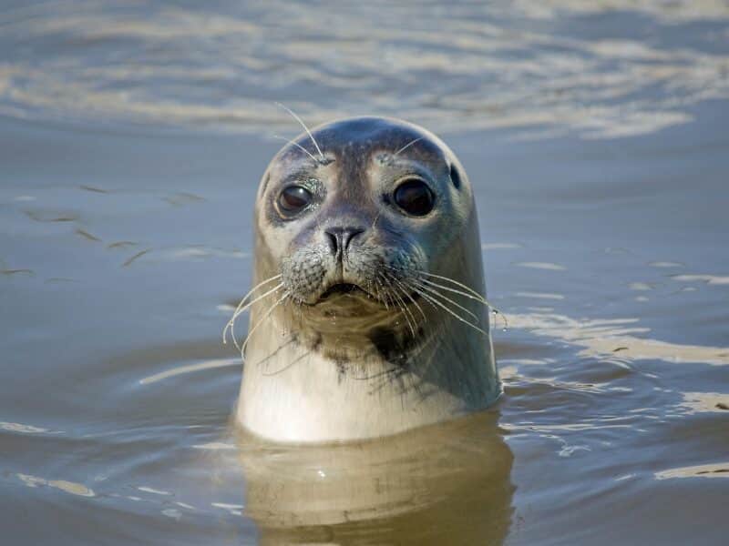 Seal popping it's head out of the sea at Brancaster beach