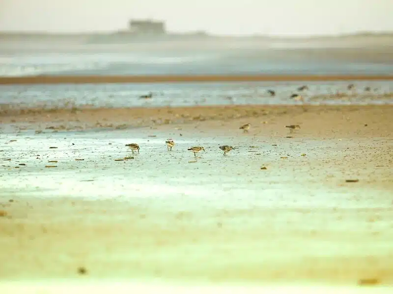 Birds on a sunlit beach with a building in the far distance