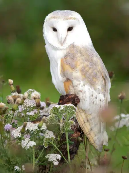 Barn owl resting on a branch