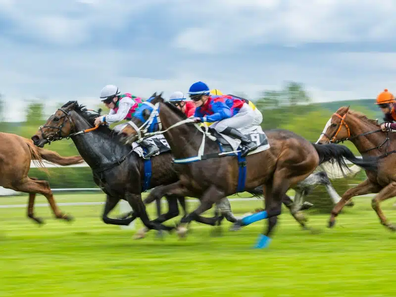 horses and jockeys on a grass race track
