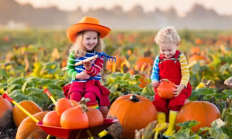 small children sitting on pumpkins in a field