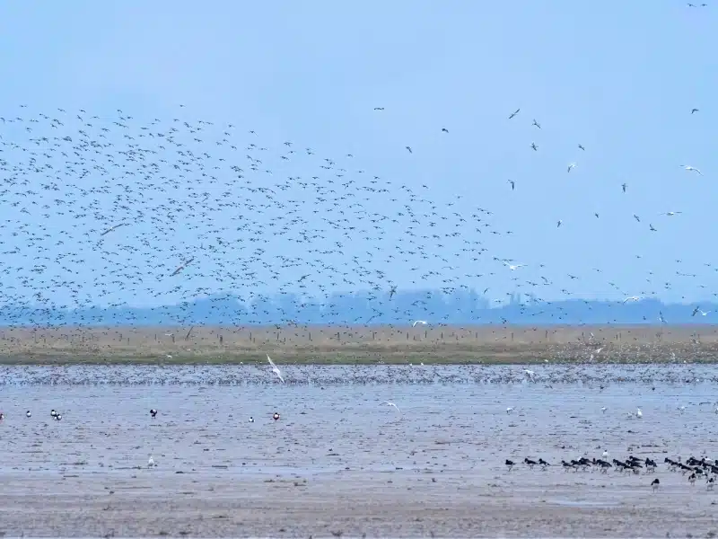 thousands of birds taking flight from a beach and mudflats